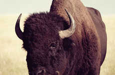 Mustachioed Animal Ads