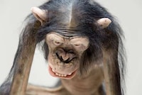 Violent Primate Sculptures Image 2