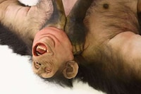 Violent Primate Sculptures Image 3