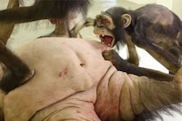 Violent Primate Sculptures Image 4