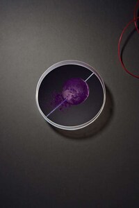 Petri Dish-Like Photography Image 2