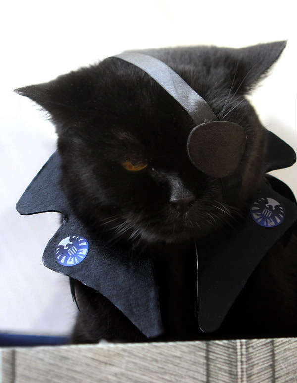 50 Outrageous Pet Costumes