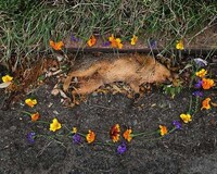 Glorified Roadkill Captures Image 5