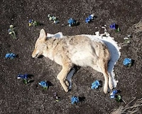 Glorified Roadkill Captures Image 6