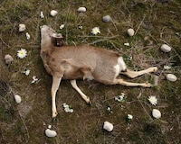 Glorified Roadkill Captures Image 8