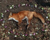 Roadkill Memorial Photography Image 2