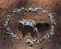 Roadkill Memorial Photography Image 3