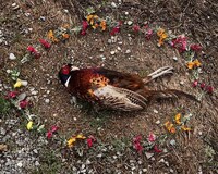 Roadkill Memorial Photography Image 4