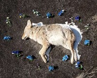Roadkill Memorial Photography Image 5