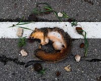 Roadkill Memorial Photography Image 6