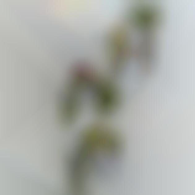 100 Examples of Hanging Home Decor