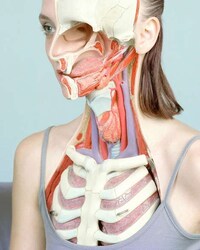 Bizarrely Anatomical Photography (UPDATE) Image 3