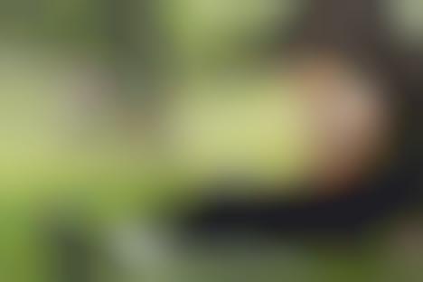 Chic Amish-Inspired Fashion