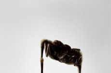 Insect Musical Note Ads