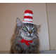 Glamorous Knitted Cat Hats Image 2