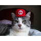 Glamorous Knitted Cat Hats Image 3