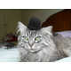 Glamorous Knitted Cat Hats Image 4
