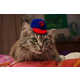 Glamorous Knitted Cat Hats Image 5
