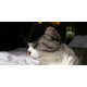 Glamorous Knitted Cat Hats Image 6