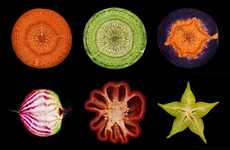 Artistic Vegetable Photography
