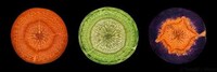 Artistic Vegetable Photography Image 3
