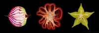 Artistic Vegetable Photography Image 4