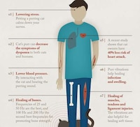 Medical Cat Purr Facts  Image 2