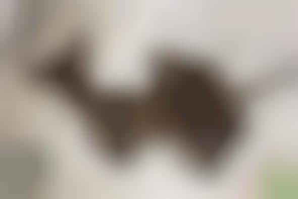 Doggy Derriere Ads