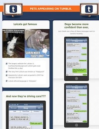 Internet Pet Popularity Infographics Image 4