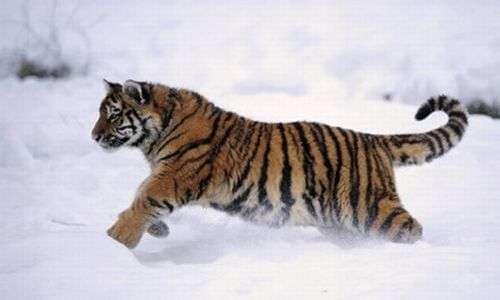 81 Animal Conservation Campaigns