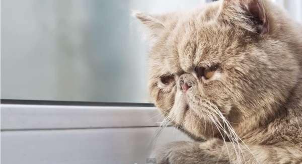 18 Humorous Feline-Centric Videos