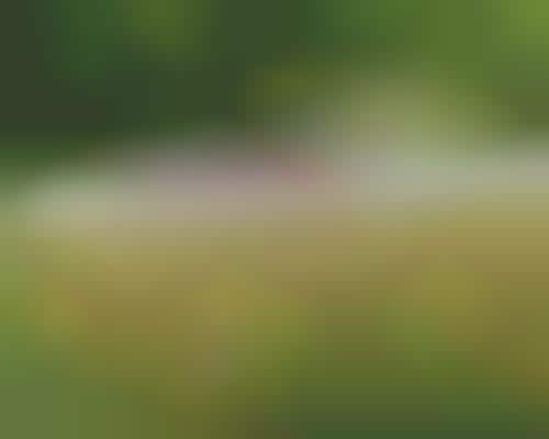 Eco-Friendly Burials