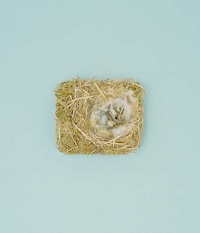 Natural Avian Home Photography Image 2
