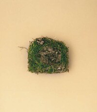Natural Avian Home Photography Image 3