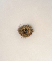 Natural Avian Home Photography Image 4