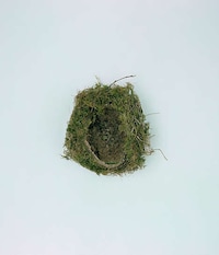 Natural Avian Home Photography Image 5