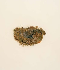 Natural Avian Home Photography Image 6