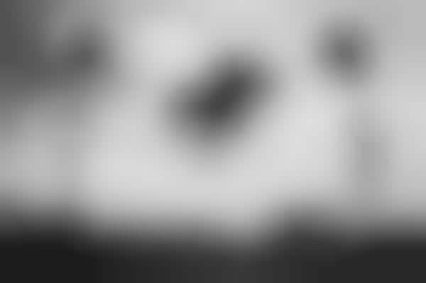 Comical Creature Captures
