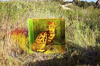 Surreal Plexiglass Photography Image 6