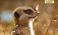 Rejoicing Animal Ads Image 2