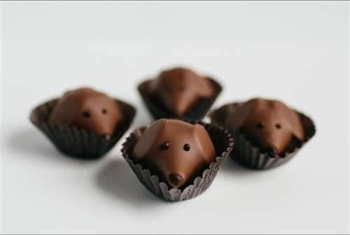 Delicious Dog Chocolates