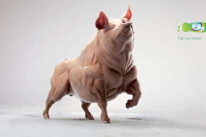15 Anthropomorphized Animal Ads