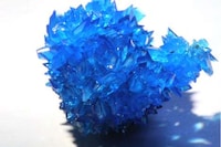 Crystallized Insect Carcasses Image 3