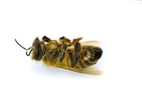 Crystallized Insect Carcasses Image 5