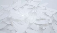 Feather-Like Sticky Notes Image 6