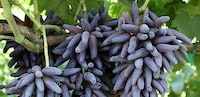 Witch Finger Grapes Image 3