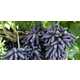 Witch Finger Grapes Image 3