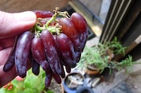 Witch Finger Grapes Image 5