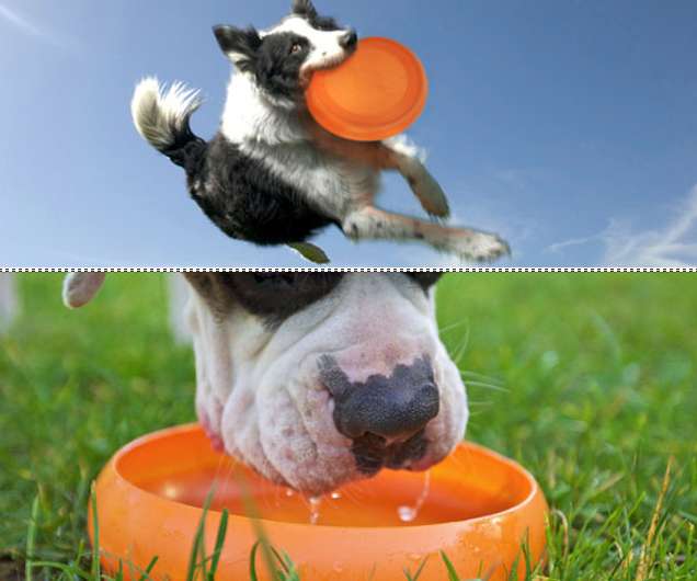 Dual-Purpose Dog Toys