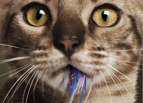 18 Frisky Feline Ad Campaigns